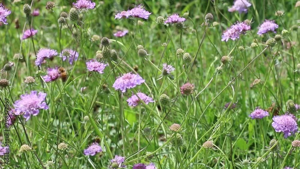Summer landscape of a meadow with green grass and lilac flowers. Close up. Soft focus. Summer landscape of a meadow with green grass and lilac flowers. Close up. Soft focus.