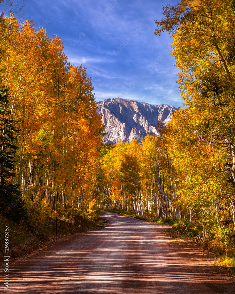 Changing of the Aspen Leaves in the Rocky Mountains of Colorado during Autumn season. 