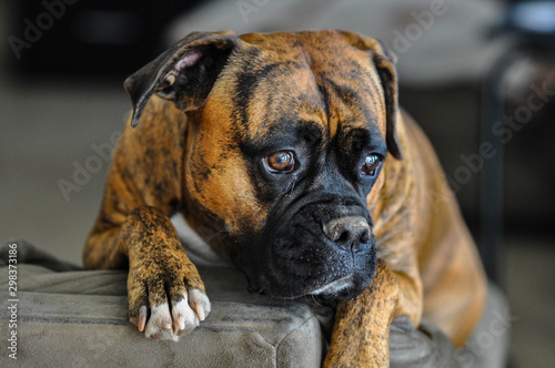 Valokuva Dog