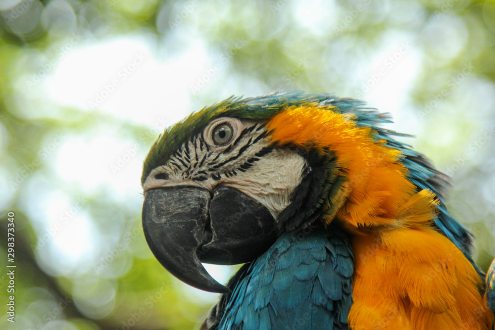 Fototapeta premium Macaw headshot