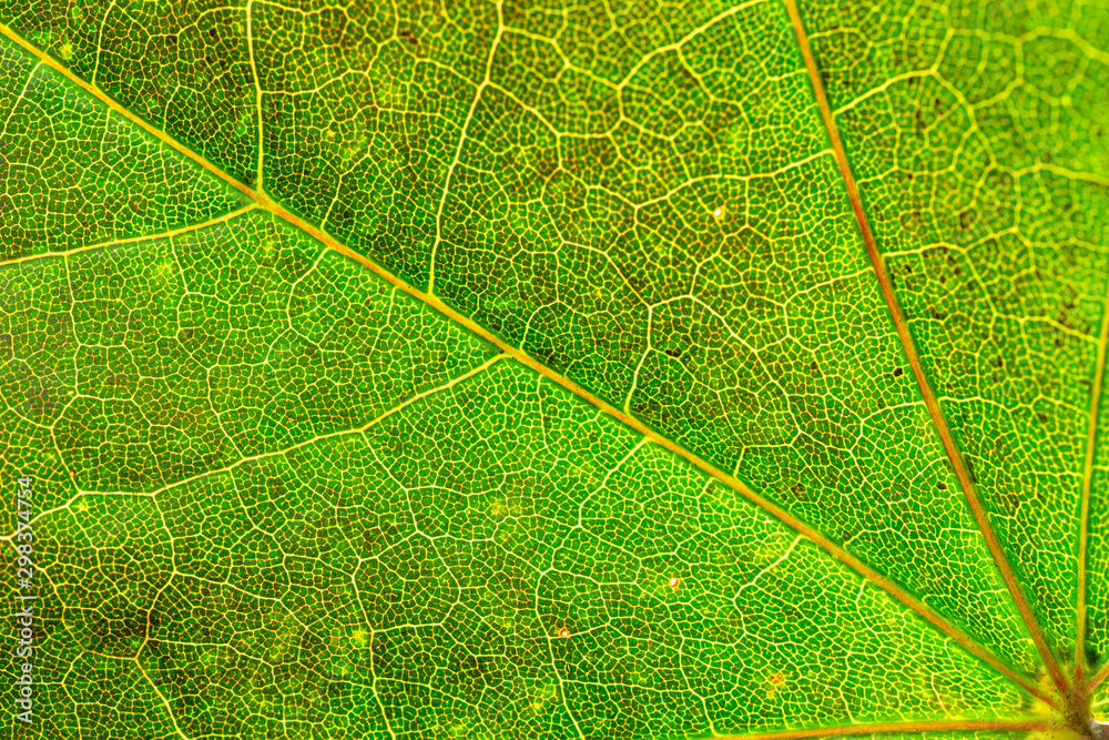 Fototapeta premium Leaf background. Foliage abstract texture. Tropical pattern. Nat