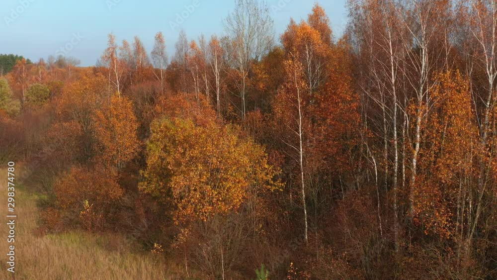 Aerial shot of autumn birch forest in Eastern Europe. Golden October landscape