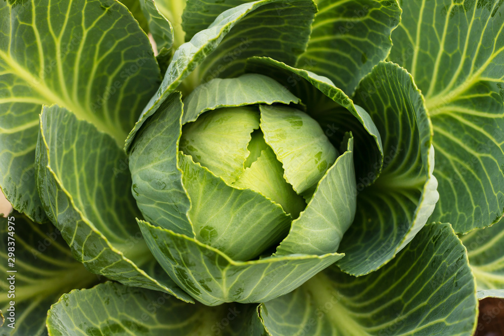 Obraz premium Head of green fresh cabbage 