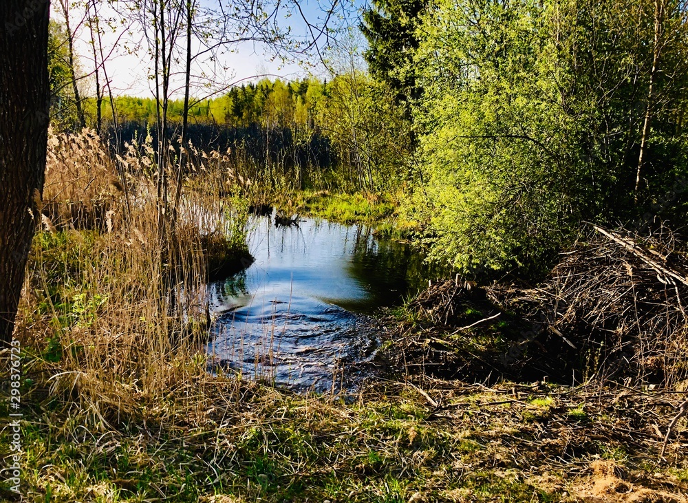 Obraz premium river in the forest