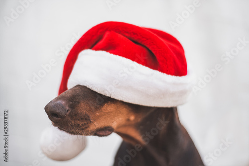 Fototapeta The Doberman dog with Santa's hat
