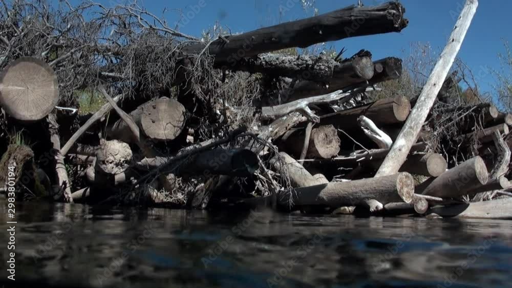 Tree underwater in sunlight in water of Lena River in Siberia of Russia. Unique relaxation video about nature. Tree underwater in sunlight in water of Lena River in Siberia of Russia. Unique relaxation video about nature.