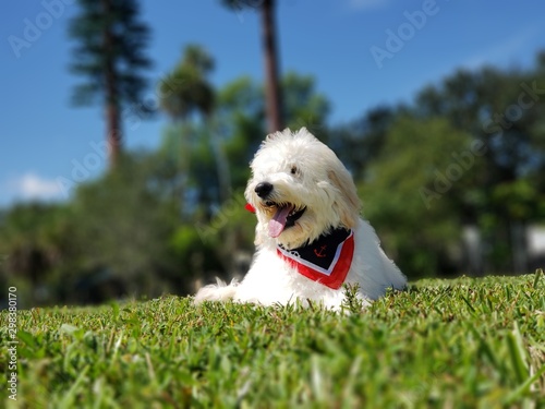 dog in grass