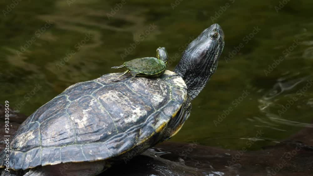 Vidéo Stock Sea turtle with its baby swimming in the cenote in Mexico