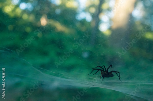 spider on a web in the woods © Amy Buxton