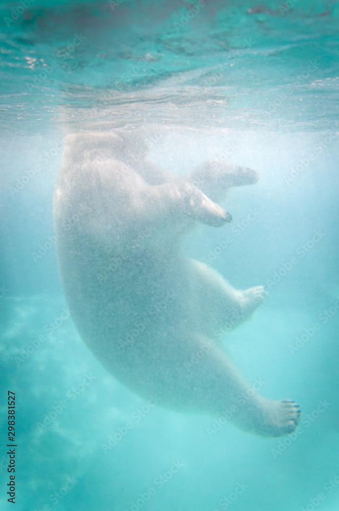 Naklejka premium Ours polaire dans l'eau