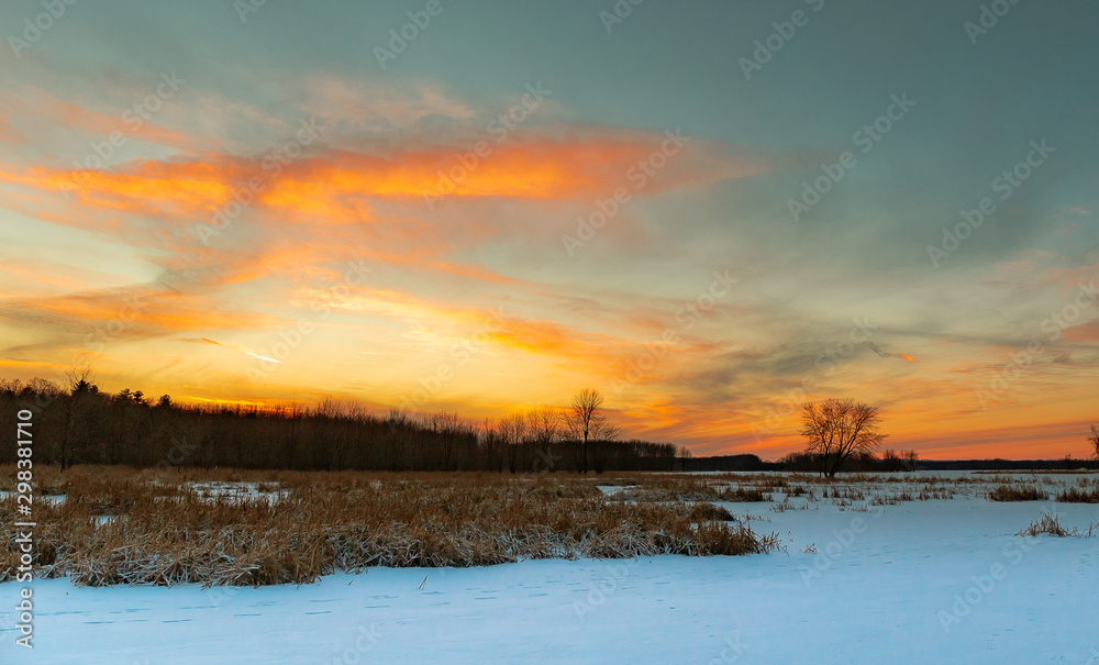 Wide Shot of Forest and Tall Grass at Dusk in Winter
