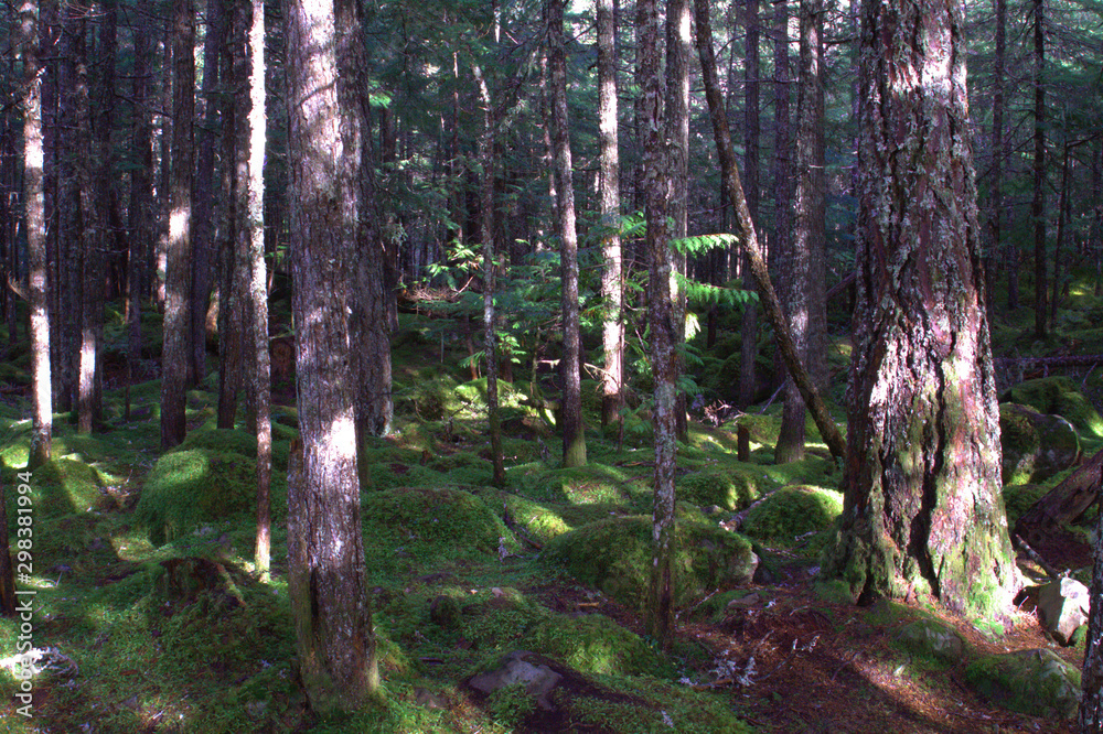 Naklejka premium Rain forest near Vancover, Canada with moss covered rocks on the forest floor