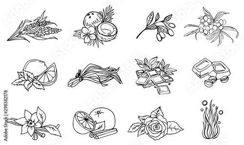 Big set of hand drawn herbs and fruits.