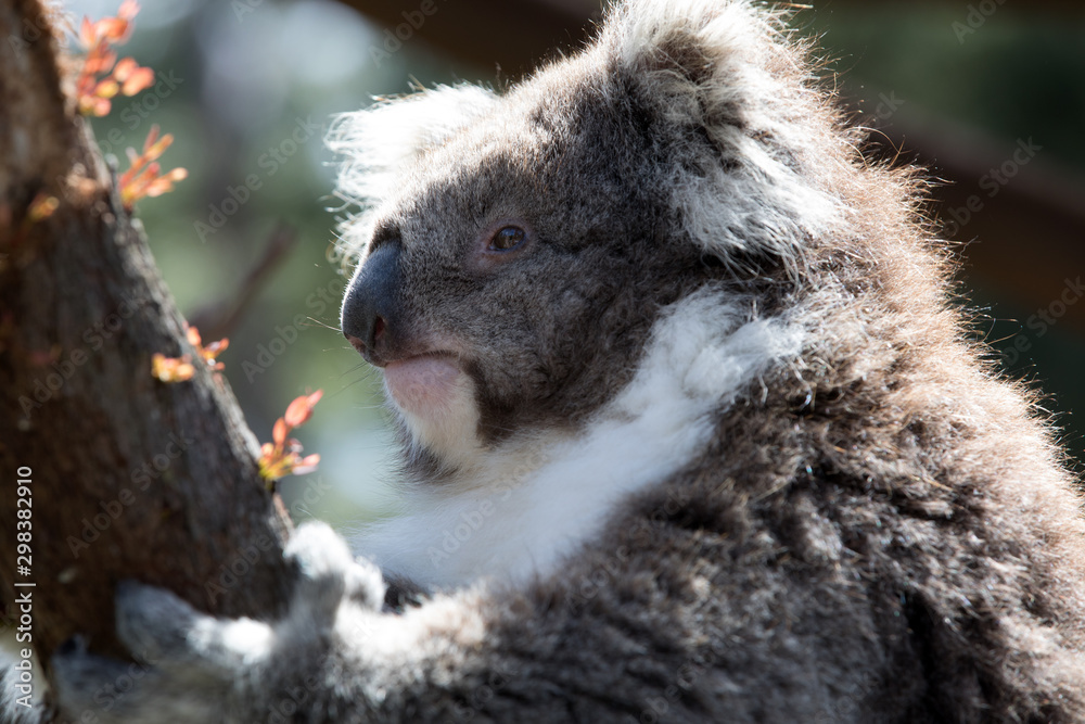 Obraz premium The Koala (Phascularctos cinereous) is an arboreal herbivorous marsupial native to Australia 