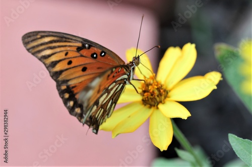 butterfly on a flower © Linda