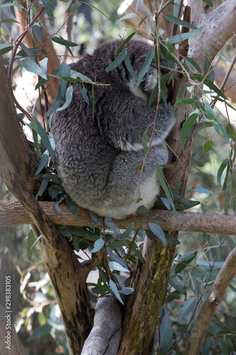 Photography The Koala (Phascularctos cinereous) is an arboreal herbivorous marsupial native