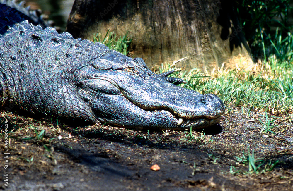 Obraz premium gator lying down by shore