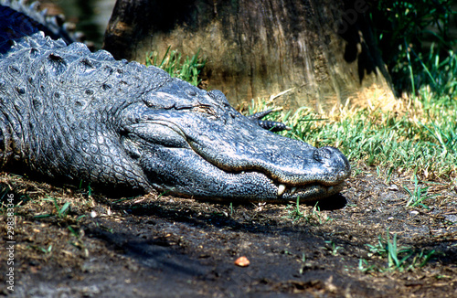 gator lying down by shore
