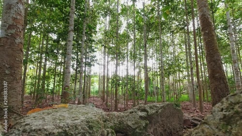 Vertical and height of Dipterocarpus intricatus tree in the forest. Panning video photo