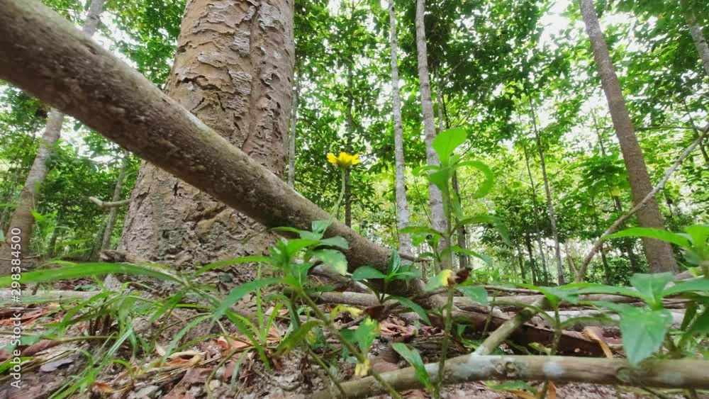 Vertical and height of Dipterocarpus intricatus tree in the forest. Panning video Vertical and height of Dipterocarpus intricatus tree in the forest. Panning video