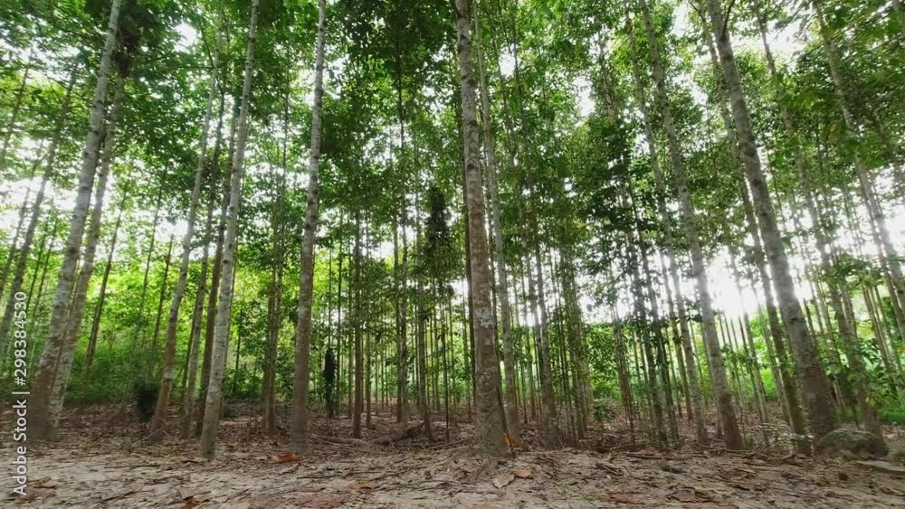Vertical and height of Dipterocarpus intricatus tree in the forest. Panning video Vertical and height of Dipterocarpus intricatus tree in the forest. Panning video