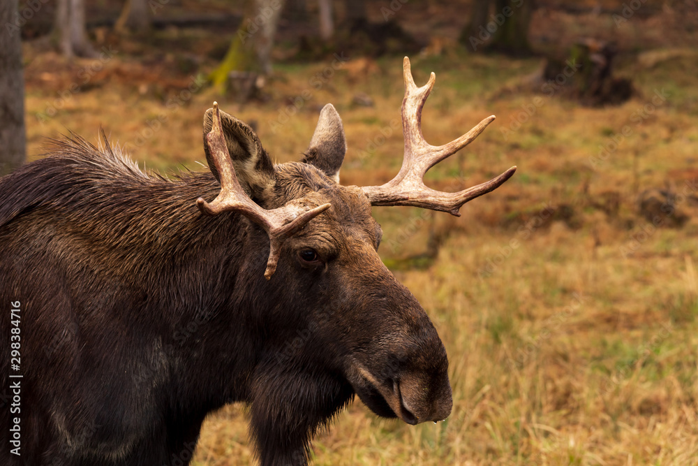 A lone bull moose in the woods A lone bull moose in the woods