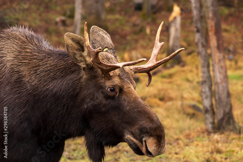 Canvas Print A lone bull moose in the woods