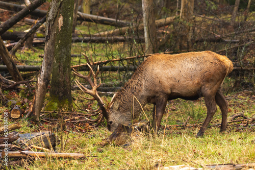 A lone elk in the woods © Joe