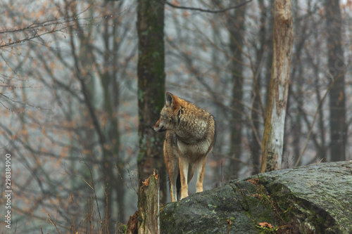 Stampa su tela A lone coyote on a foggy day