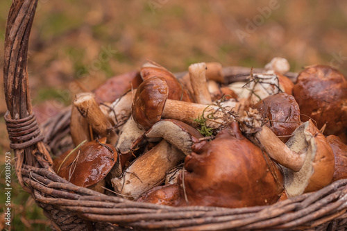 A full basket of edible mushrooms of the species Imleria badia. Close-up.