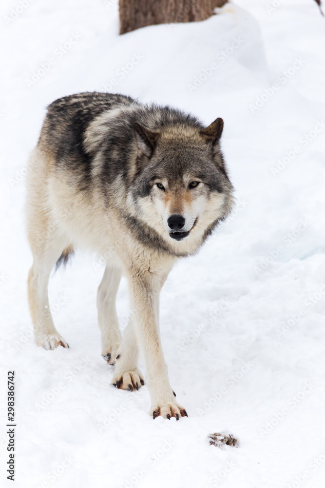 A lone timber wolf in winter A lone timber wolf in winter