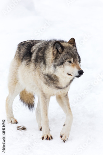 A lone timber wolf in winter