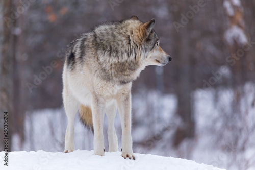 A lone timber wolf in winter