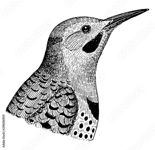 Northern Flicker, vintage illustration.