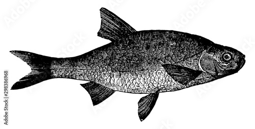 Blue Roach, vintage illustration.