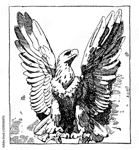 French Eagle is a modern design, vintage engraving.