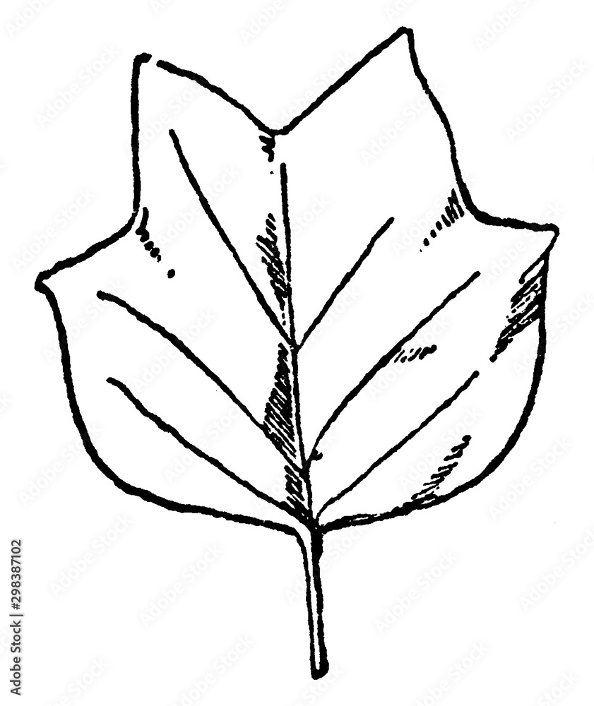 Leaf of Tulip Tree have simple leaves pattern, vintage engraving. Stock  Vector | Adobe Stock