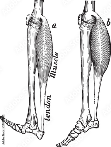 Leg Muscle, vintage illustration.