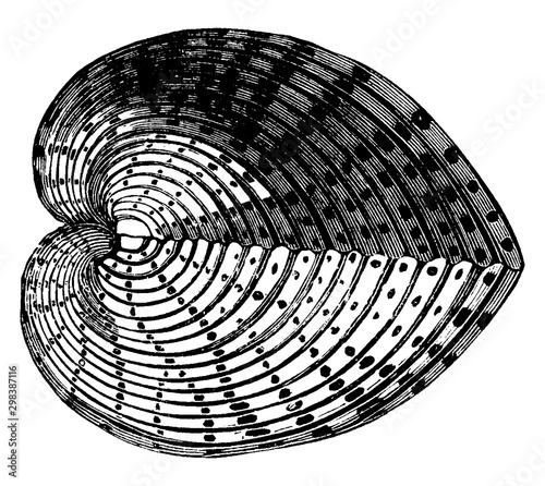 Cardium junonae, vintage illustration.
