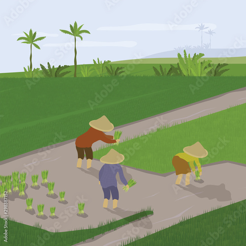 Vector illustration of paddy planting. Farmers transplant rice crops, grow and cultivate. Group of people working in rice field. Smallholder agriculture in Asia, Indonesia. Template banner, flyer, ad.