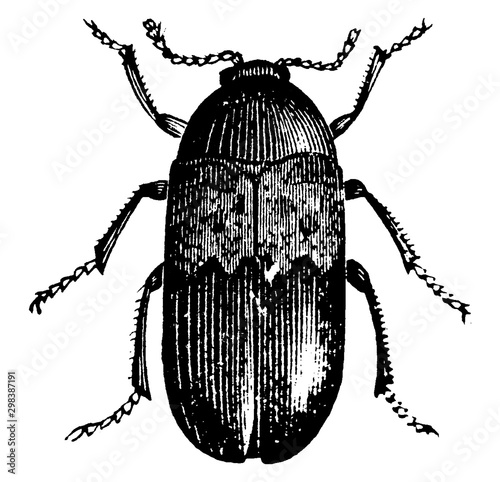 Bacon Beetle, vintage illustration.