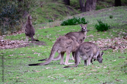 kangaroos in park