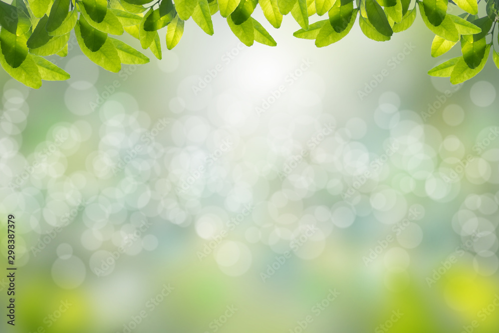 Green leaves in blurred and bokeh light background,Leaf and copy space Green leaves in blurred and bokeh light background,Leaf and copy space