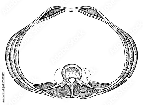 Transverse Section of the Abdomen, vintage illustration