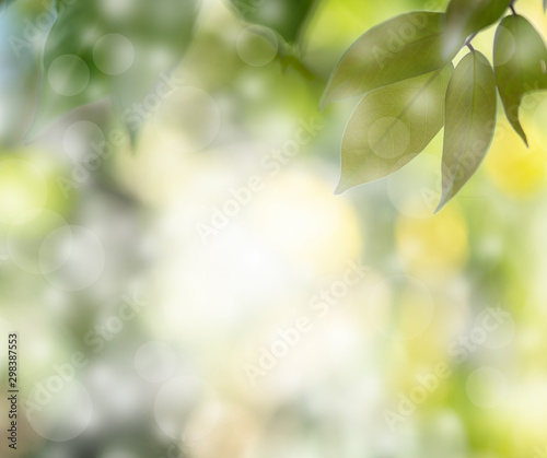 Choose the focus point on the leaf,The leaves are fresh green with copy space,filter light effect