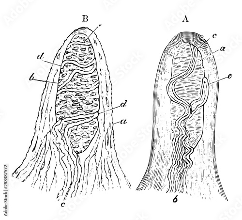 Touch Corpuscles, vintage illustration photo