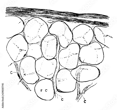 Fat Cells with Capillary Vessels, vintage illustration