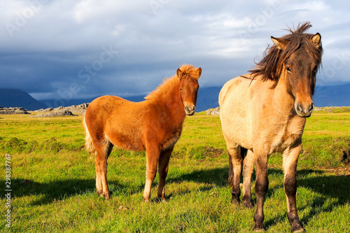 Two Icelandic horses standing on a lush green field with mountains and stormy sky in the background.