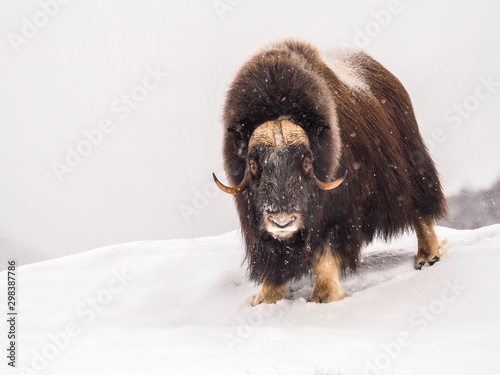 Musk-ox in Arctic  during wintertime
