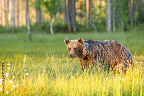 Brown bear, Ursus arctos, walks in the finish taiga. photo